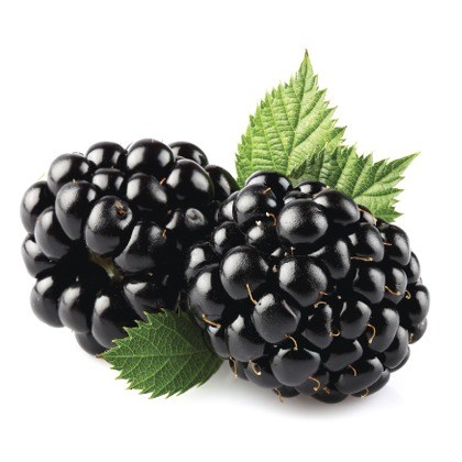 FLAVOR-BLACKBERRY