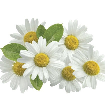 FLAVOR-CHAMOMILE