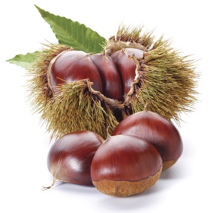 FLAVOR-CHESTNUT