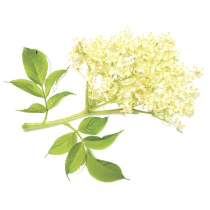 FLAVOR-ELDER-BLOSSOM