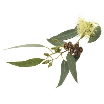 FLAVOR-EUCALYPTUS