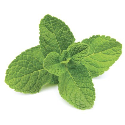 FLAVOR-MINT