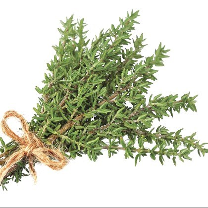 FLAVOR-THYME